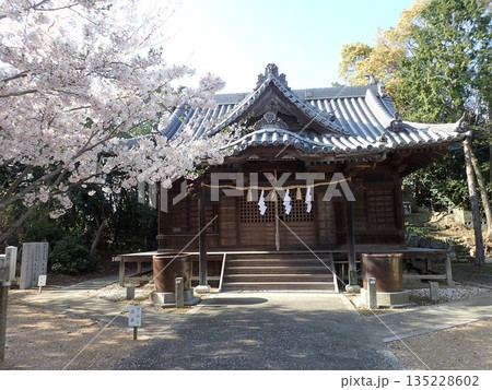 徳島県鳴門市撫養町林崎の妙見山に鎮座する妙見神社の桜の季節の風景 徳島県鳴門市撫養町林崎の妙見山に鎮座する妙見神社の桜の季節の風景 135228602