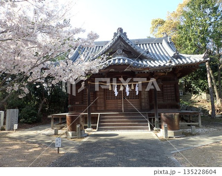 徳島県鳴門市撫養町林崎の妙見山に鎮座する妙見神社の桜の季節の風景 徳島県鳴門市撫養町林崎の妙見山に鎮座する妙見神社の桜の季節の風景 135228604