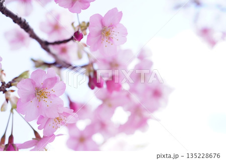 河津桜8955 135228676
