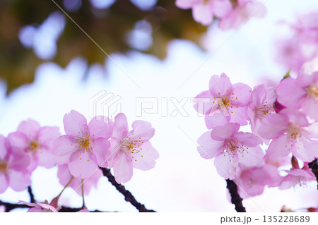 河津桜8998 河津桜8998 135228689