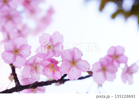 河津桜9002 河津桜9002 135228691