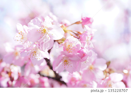 河津桜9066 河津桜9066 135228707