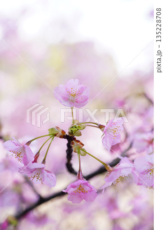 河津桜9069 135228708