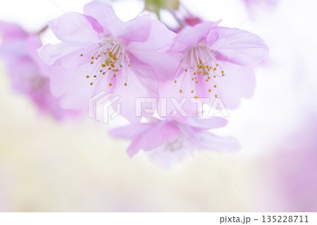河津桜9077 河津桜9077 135228711
