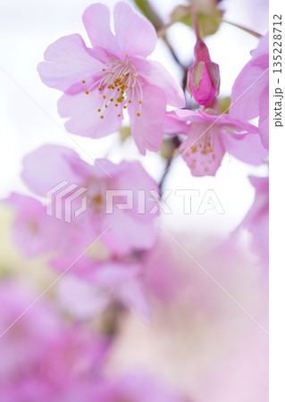 河津桜9078 135228712