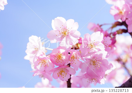 河津桜9084 河津桜9084 135228713