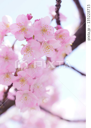 河津桜9091 河津桜9091 135228715