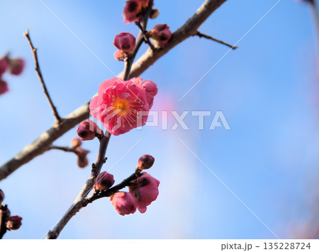 1月に咲いた美しい紅梅「八重寒紅（ヤエカンコウ）」 135228724