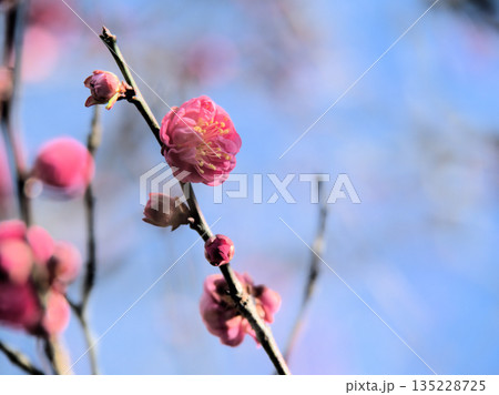 1月に咲いた美しい紅梅「八重寒紅(ヤエカンコウ)」 1月に咲いた美しい紅梅「八重寒紅(ヤエカンコウ)」 135228725