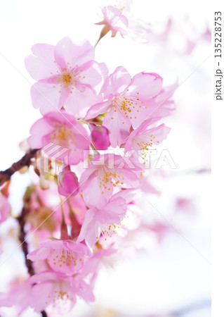 河津桜8871 河津桜8871 135228753