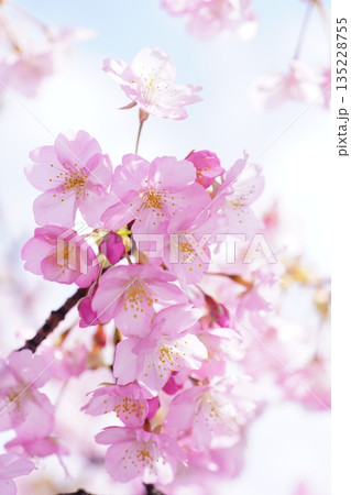 河津桜8877 河津桜8877 135228755