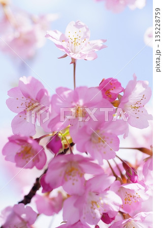 河津桜8889 河津桜8889 135228759