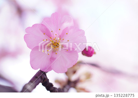 河津桜8938 河津桜8938 135228775