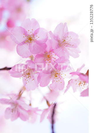 河津桜8940 河津桜8940 135228776