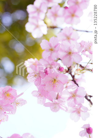 河津桜8950 河津桜8950 135228780