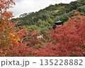 永観堂禅林寺　モミジに包まれる多宝塔(京都市左京区) 135228882