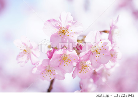 河津桜8745 河津桜8745 135228942