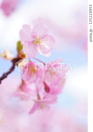 河津桜8765 135228953