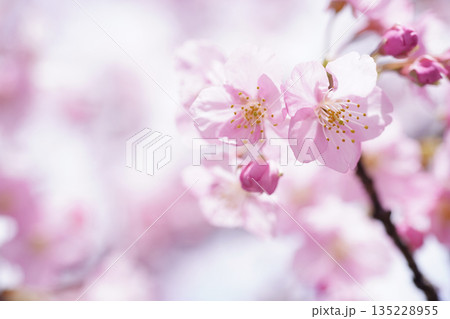 河津桜8769 河津桜8769 135228955
