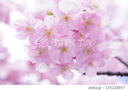 河津桜8775 135228957
