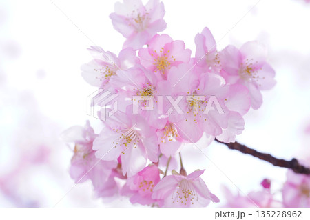 河津桜8791 135228962