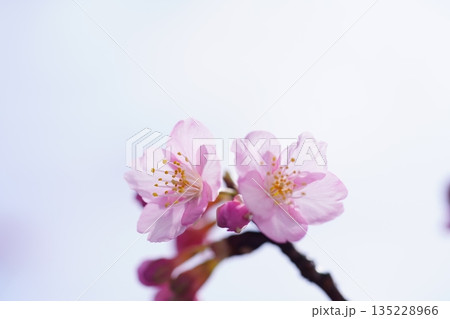 河津桜8806 135228966