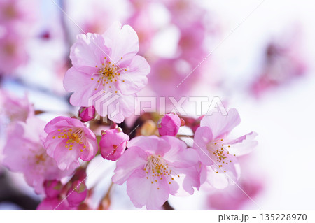 河津桜8830 河津桜8830 135228970