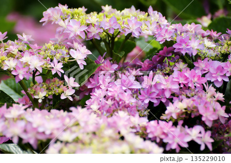 淡いピンク色のガクアジサイが咲き誇る初夏の花風景 135229010