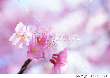 河津桜8542 河津桜8542 135229071