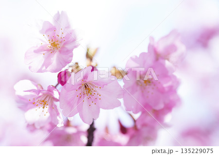 河津桜8547 河津桜8547 135229075