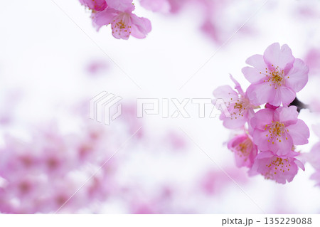 河津桜8610 河津桜8610 135229088