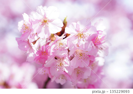 河津桜8632 135229093