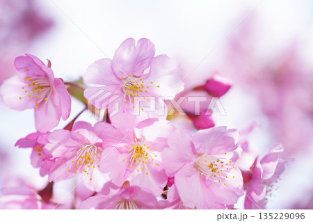 河津桜8643 河津桜8643 135229096
