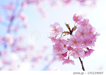 河津桜8648 河津桜8648 135229097