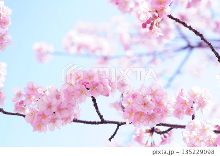 河津桜8649 135229098