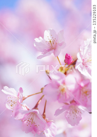 河津桜8669 135229103