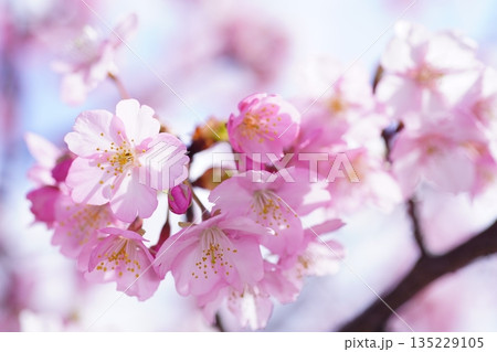 河津桜8676 河津桜8676 135229105