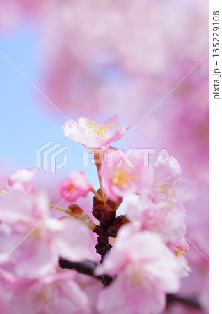 河津桜8684 135229108
