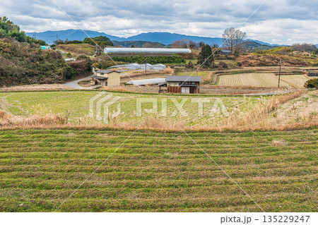 冬の農村風景 奈良県明日香村 冬の農村風景 奈良県明日香村 135229247