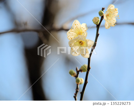 1月に美しく咲いた白い梅の花「月影（ツキカゲ）」 135229273