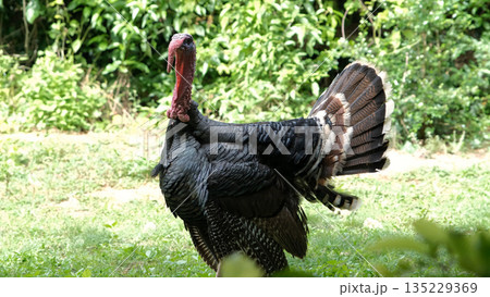A turkey grazes peacefully in a vibrant green area The bird displays colorful plumage showcasing its beauty as it forages in sunlight 135229369