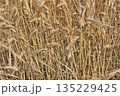 黄金色に輝く収穫前の麦畑 135229425