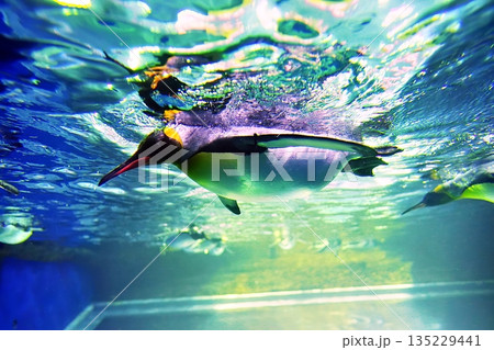 しまね海洋館アクアスのペンギン館の風景 135229441