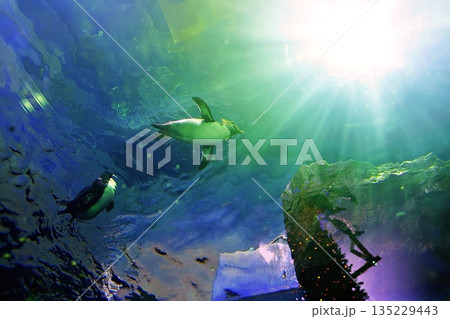 しまね海洋館アクアスのペンギン館の風景 135229443