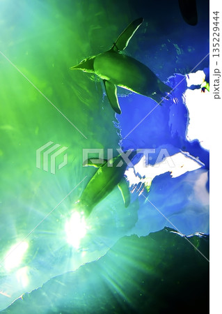 しまね海洋館アクアスのペンギン館の風景 135229444