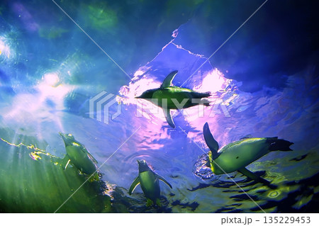 しまね海洋館アクアスのペンギン館の風景 135229453