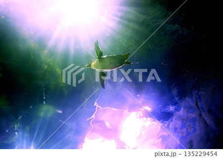 しまね海洋館アクアスのペンギン館の風景 135229454