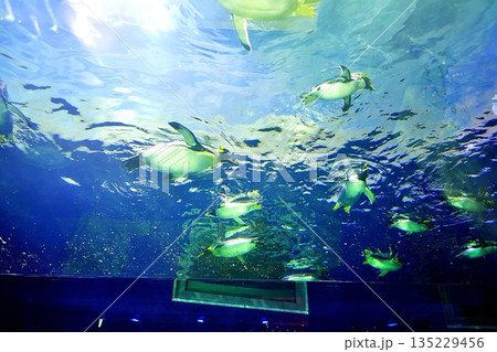 しまね海洋館アクアスのペンギン館の風景 しまね海洋館アクアスのペンギン館の風景 135229456