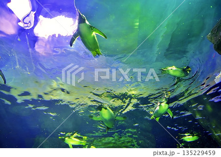 しまね海洋館アクアスのペンギン館の風景 しまね海洋館アクアスのペンギン館の風景 135229459