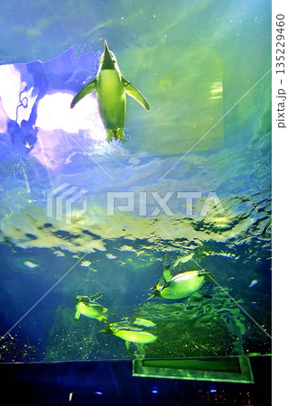 しまね海洋館アクアスのペンギン館の風景 135229460